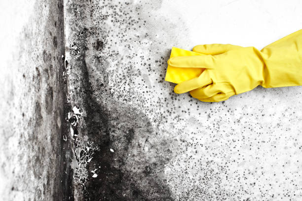 Mold Odor Removal Services in Maltby, WA