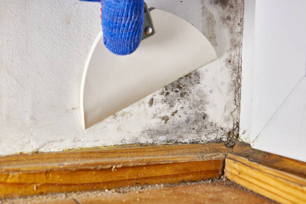 Mold Removal for HVAC Installations in Maltby, WA