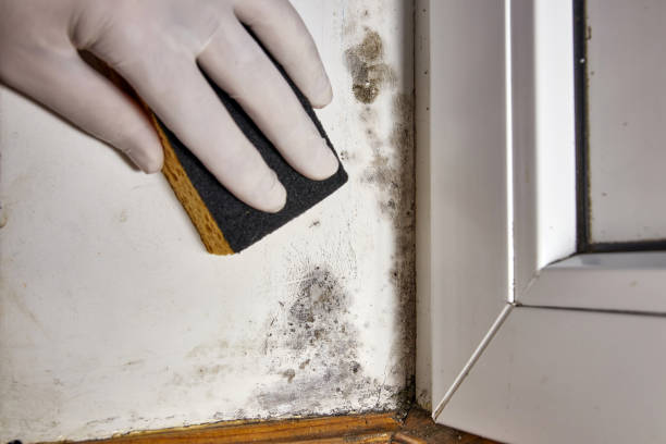 Best Mold Remediation for Healthcare Facilities  in Maltby, WA